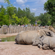 Illustration for article titled Environmental Win: Conservationists Are Taking White Rhinos Off The Endangered Species List After The Bronx Zoo Found A Bunch In The Back